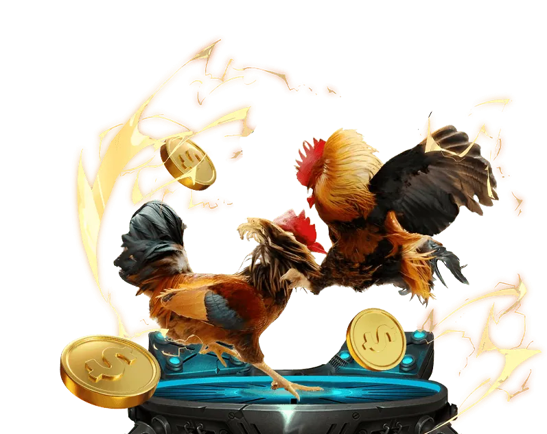 Hình ảnh trận đá gà cựa dao kịch tính